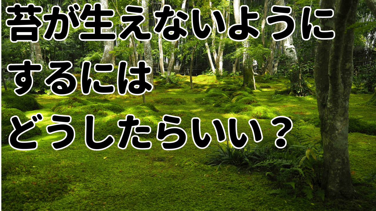 苔が生えないようにするにはどうしたらいい？