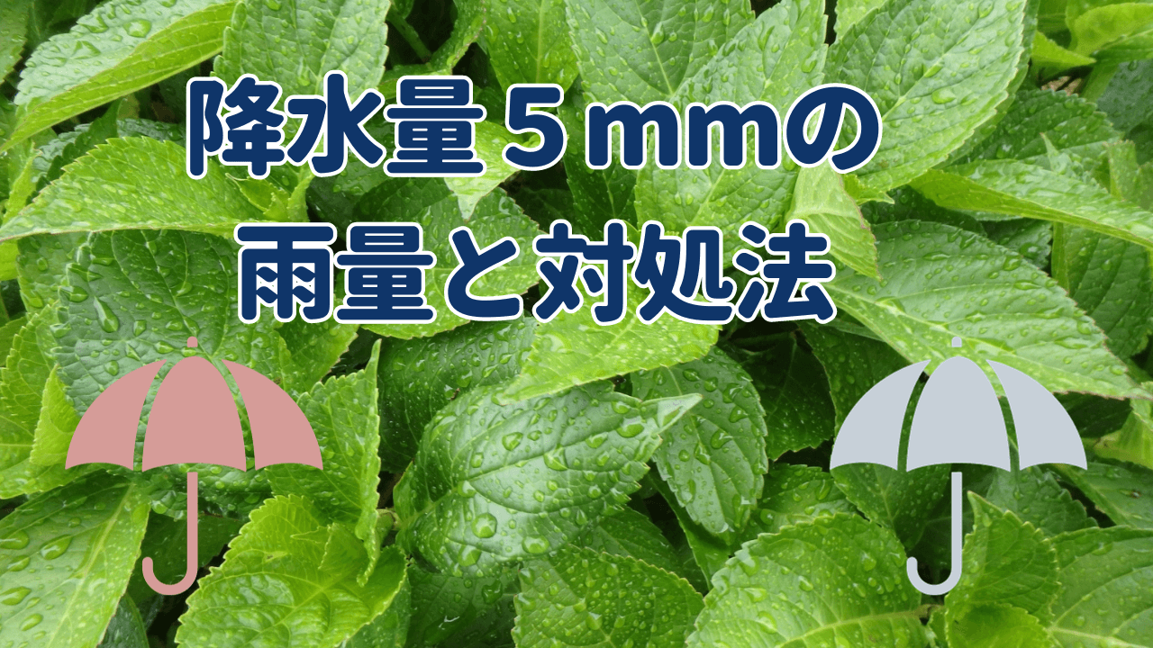 降水量5mmの量と対処法