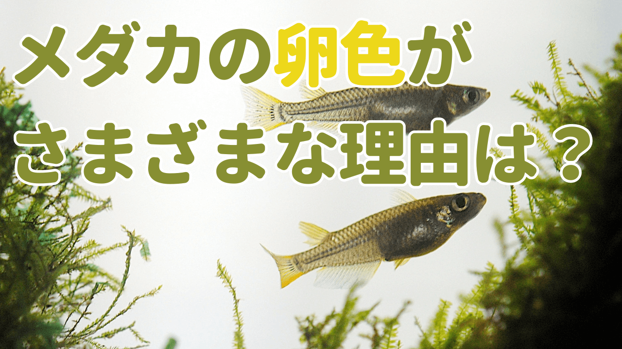 メダカの卵色がさまざまな理由