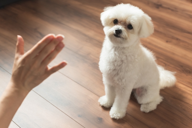 犬のしつけ